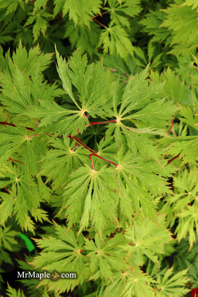 - FOR PICKUP ONLY | Acer japonicum 'Mai kujaku' Dancing Peacock Japanese Maple | DOES NOT SHIP - Mr Maple │ Buy Japanese Maple Trees