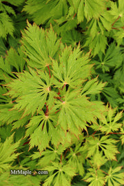 - Acer japonicum 'Mai kujaku' Dancing Peacock Japanese Maple - Mr Maple │ Buy Japanese Maple Trees