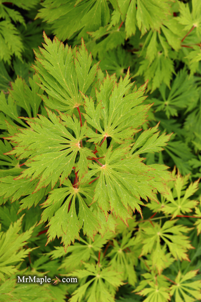 - Acer japonicum 'Mai kujaku' Dancing Peacock Japanese Maple - Mr Maple │ Buy Japanese Maple Trees