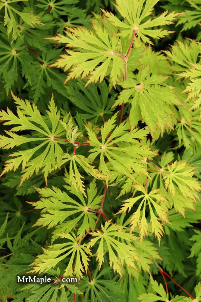 - FOR PICKUP ONLY | Acer japonicum 'Mai kujaku' Dancing Peacock Japanese Maple | DOES NOT SHIP - Mr Maple │ Buy Japanese Maple Trees