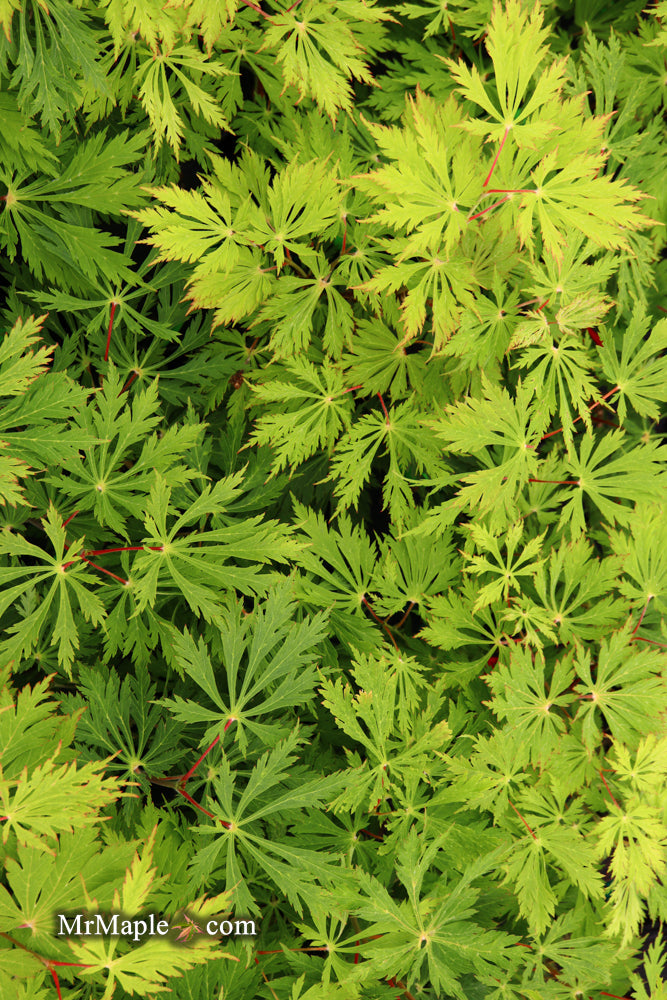 - FOR PICKUP ONLY | Acer japonicum 'Mai kujaku' Dancing Peacock Japanese Maple | DOES NOT SHIP - Mr Maple │ Buy Japanese Maple Trees