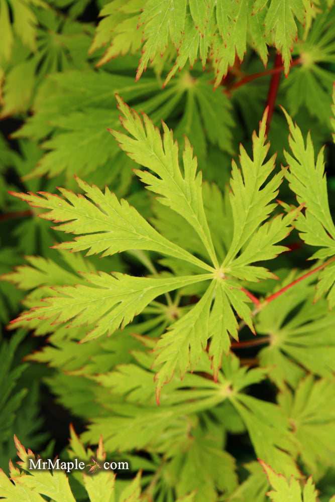 - FOR PICKUP ONLY | Acer japonicum 'Mai kujaku' Dancing Peacock Japanese Maple | DOES NOT SHIP - Mr Maple │ Buy Japanese Maple Trees