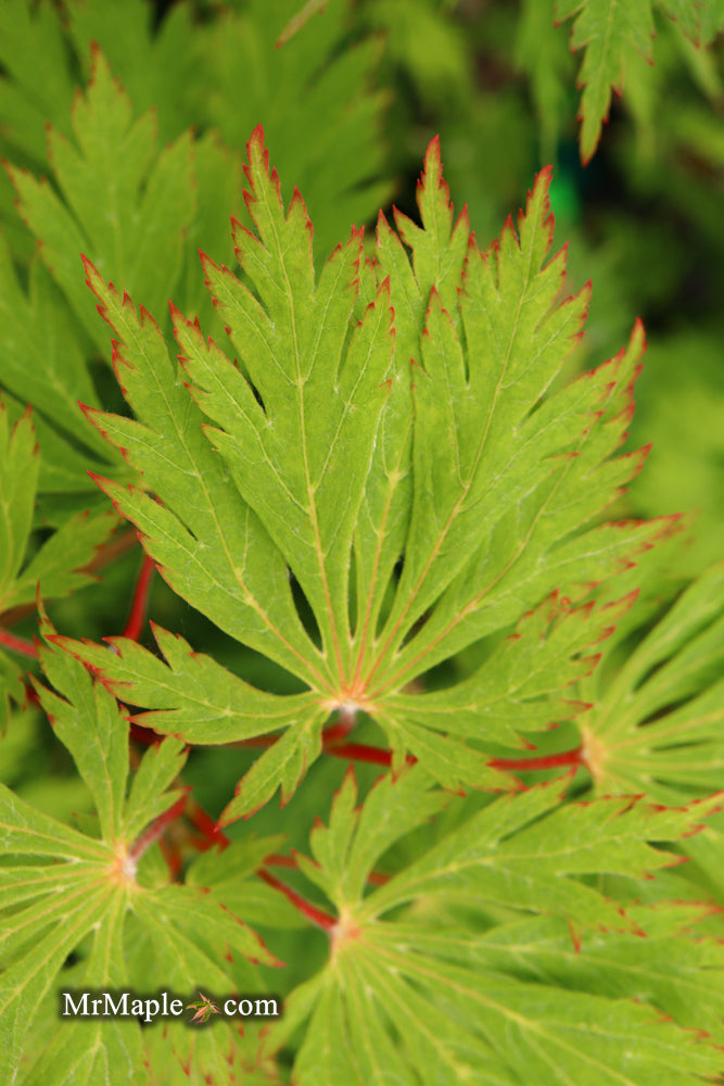 - FOR PICKUP ONLY | Acer japonicum 'Mai kujaku' Dancing Peacock Japanese Maple | DOES NOT SHIP - Mr Maple │ Buy Japanese Maple Trees