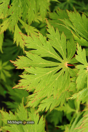 - Acer japonicum 'Mai kujaku' Dancing Peacock Japanese Maple - Mr Maple │ Buy Japanese Maple Trees