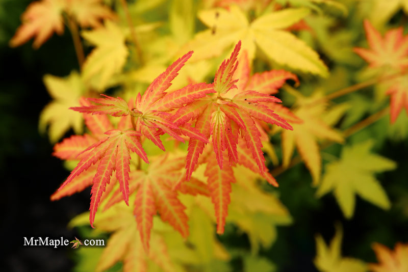 - Acer palmatum 'Orange Dream' Japanese Maple - Mr Maple │ Buy Japanese Maple Trees