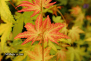 - Acer palmatum 'Orange Dream' Japanese Maple - Mr Maple │ Buy Japanese Maple Trees