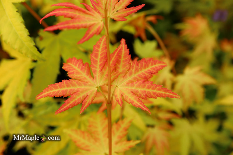 - Acer palmatum 'Orange Dream' Japanese Maple - Mr Maple │ Buy Japanese Maple Trees