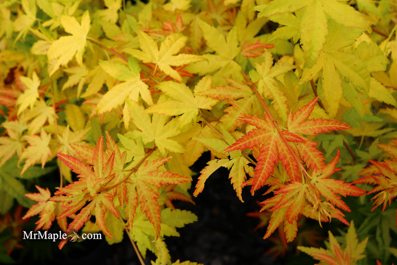 - Acer palmatum 'Orange Dream' Japanese Maple - Mr Maple │ Buy Japanese Maple Trees