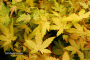 - Acer palmatum 'Orange Dream' Japanese Maple - Mr Maple │ Buy Japanese Maple Trees
