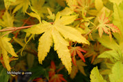 - Acer palmatum 'Orange Dream' Japanese Maple - Mr Maple │ Buy Japanese Maple Trees