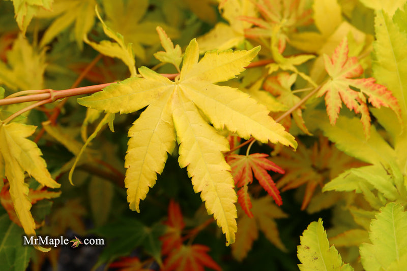 - Acer palmatum 'Orange Dream' Japanese Maple - Mr Maple │ Buy Japanese Maple Trees