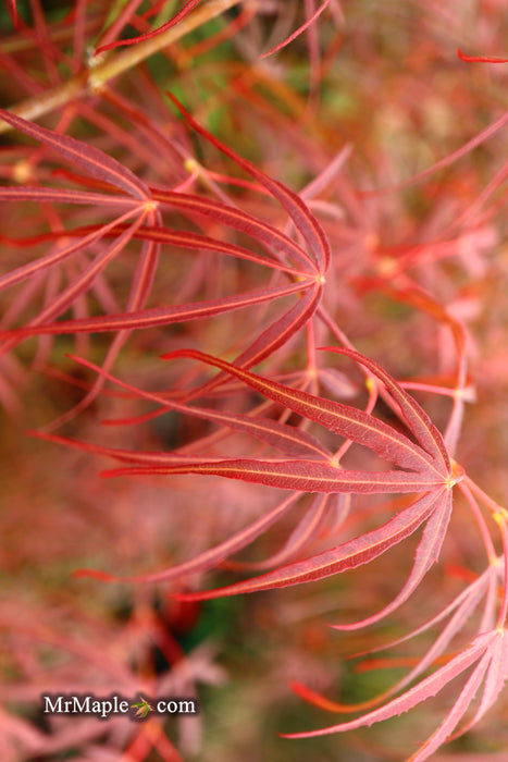 Acer palmatum 'Red Spider' Red Japanese Maple