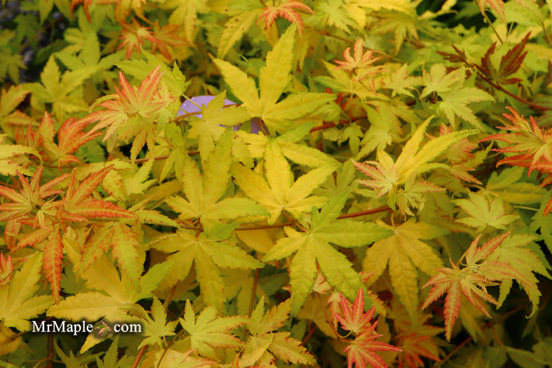 - Acer palmatum 'Orange Dream' Japanese Maple - Mr Maple │ Buy Japanese Maple Trees