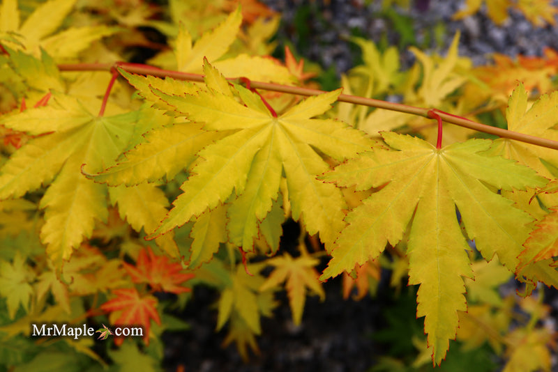 - Acer palmatum 'Orange Dream' Japanese Maple - Mr Maple │ Buy Japanese Maple Trees
