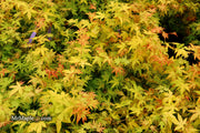 - Acer palmatum 'Orange Dream' Japanese Maple - Mr Maple │ Buy Japanese Maple Trees