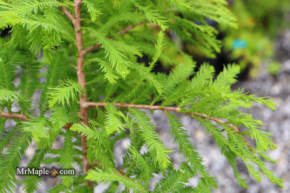 Taxodium distichum 'Gee Whiz' Dwarf Bald Cypress
