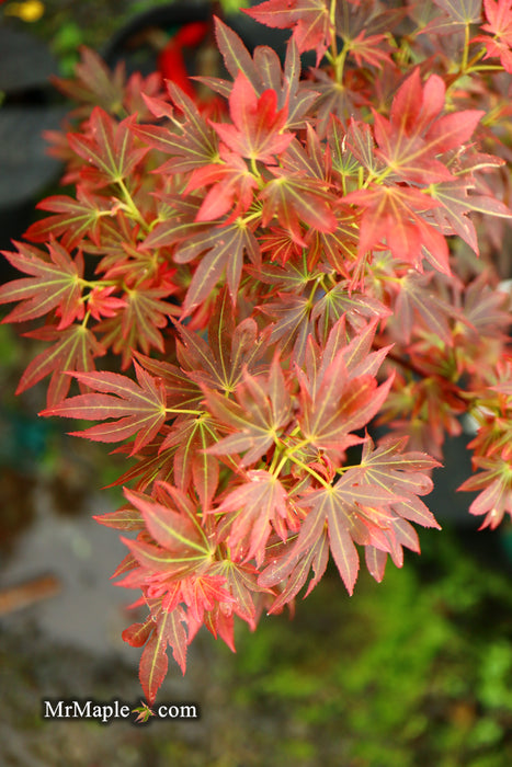 Acer palmatum 'Aratama' Dwarf Japanese Maple