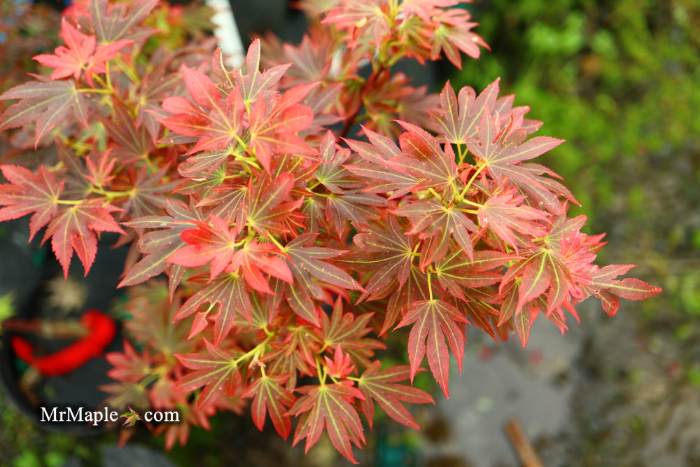 Acer palmatum 'Aratama' Dwarf Japanese Maple
