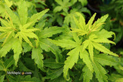 - Acer palmatum 'Tattoo' Dwarf Japanese Maple - Mr Maple │ Buy Japanese Maple Trees