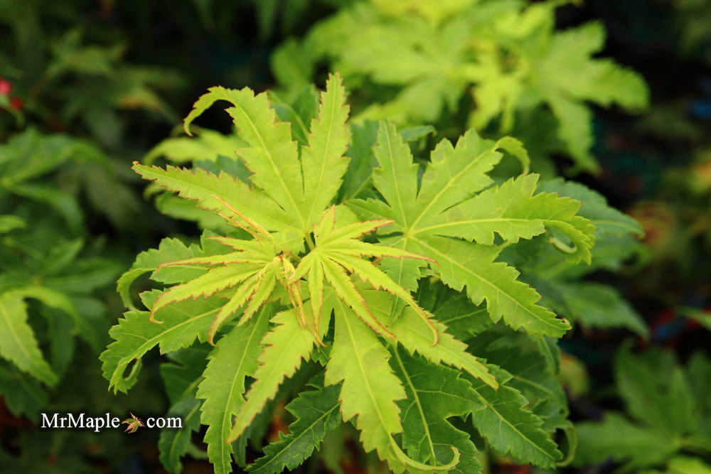 - FOR PICKUP ONLY | Acer palmatum 'Tattoo' Dwarf Japanese Maple | DOES NOT SHIP - Mr Maple │ Buy Japanese Maple Trees