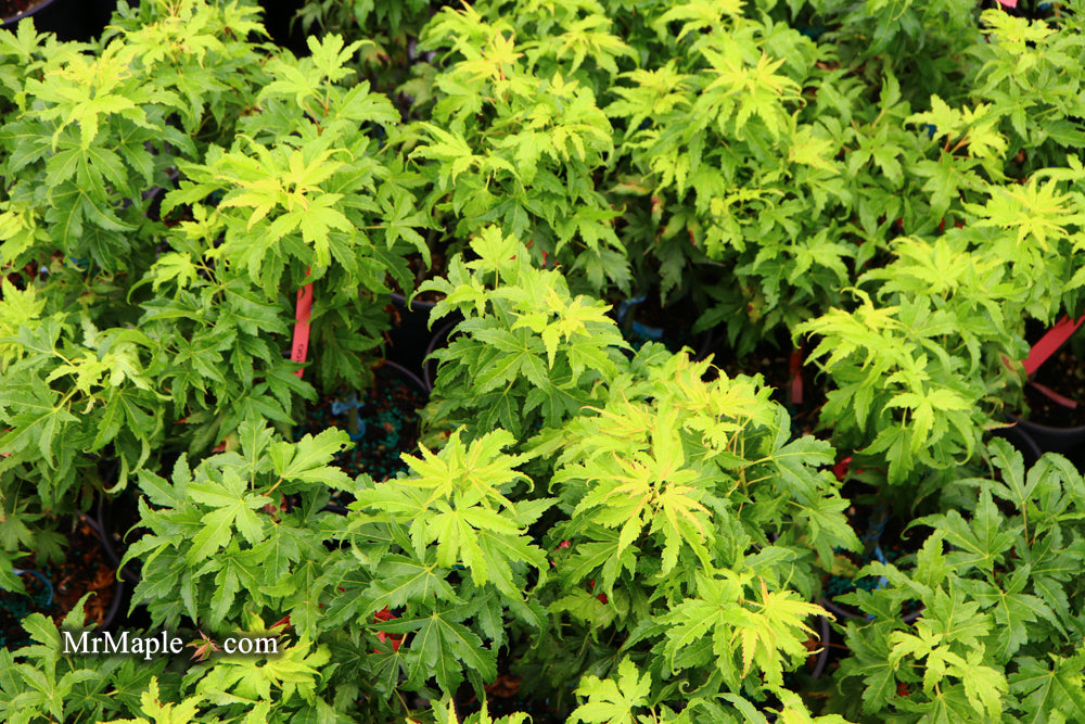 Acer palmatum 'Tattoo' Dwarf Japanese Maple