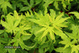 - FOR PICKUP ONLY | Acer palmatum 'Tattoo' Dwarf Japanese Maple | DOES NOT SHIP - Mr Maple │ Buy Japanese Maple Trees