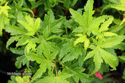 - Acer palmatum 'Tattoo' Dwarf Japanese Maple - Mr Maple │ Buy Japanese Maple Trees