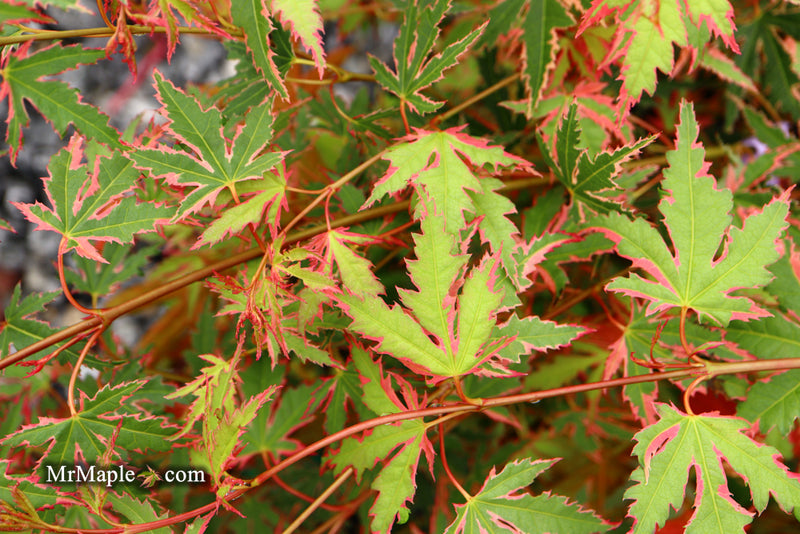 - Acer palmatum 'Beni shichihenge' Pink Variegated Japanese Maple - Mr Maple │ Buy Japanese Maple Trees