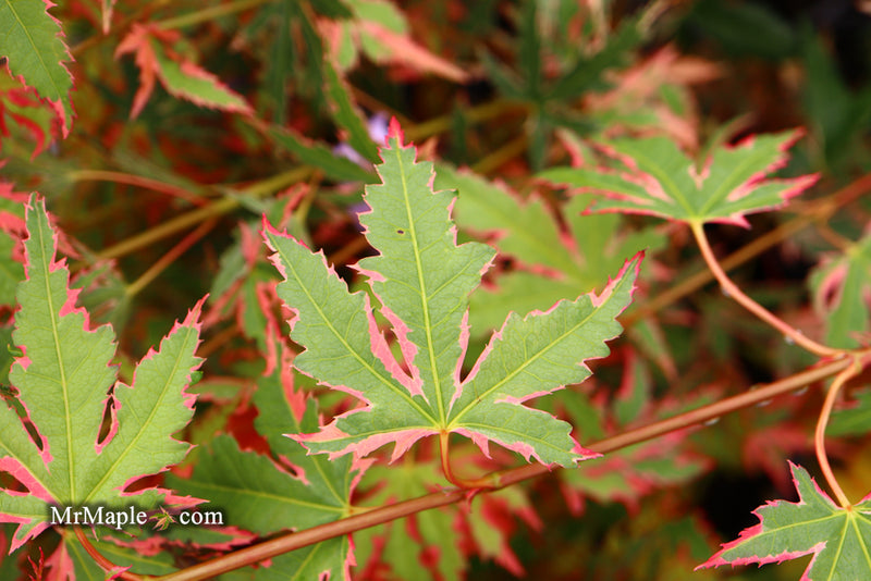 - Acer palmatum 'Beni shichihenge' Pink Variegated Japanese Maple - Mr Maple │ Buy Japanese Maple Trees