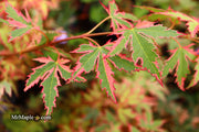 - Acer palmatum 'Beni shichihenge' Pink Variegated Japanese Maple - Mr Maple │ Buy Japanese Maple Trees
