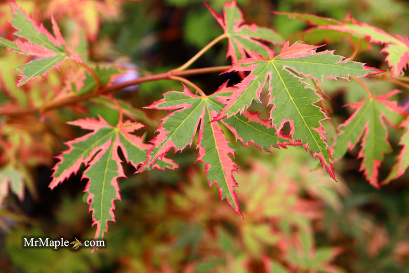 - Acer palmatum 'Beni shichihenge' Pink Variegated Japanese Maple - Mr Maple │ Buy Japanese Maple Trees