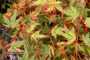 - Acer palmatum 'Beni shichihenge' Pink Variegated Japanese Maple - Mr Maple │ Buy Japanese Maple Trees