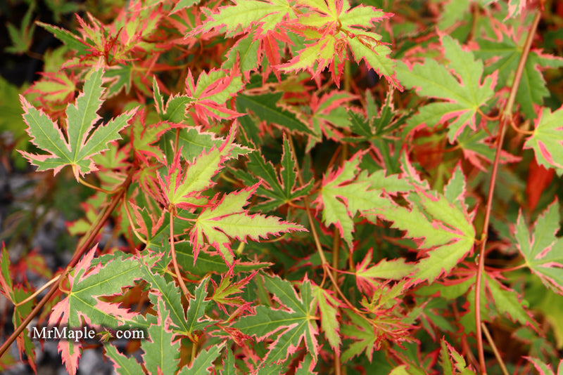 - Acer palmatum 'Beni shichihenge' Pink Variegated Japanese Maple - Mr Maple │ Buy Japanese Maple Trees