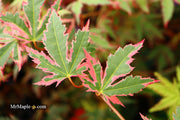 - Acer palmatum 'Beni shichihenge' Pink Variegated Japanese Maple - Mr Maple │ Buy Japanese Maple Trees