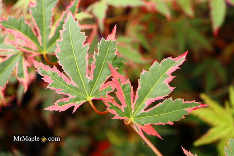 - Acer palmatum 'Beni shichihenge' Pink Variegated Japanese Maple - Mr Maple │ Buy Japanese Maple Trees
