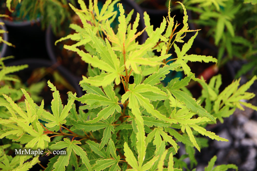 Acer palmatum 'Lily Pad' Dwarf Japanese Maple