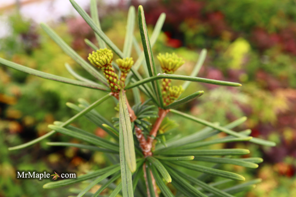 Sciadopitys verticillata 'Sternschnuppe' Japanese Umbrella Pine