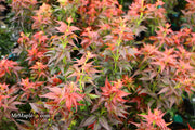 - Acer palmatum 'Kurenai jishi' Red Lion Japanese Maple - Mr Maple │ Buy Japanese Maple Trees