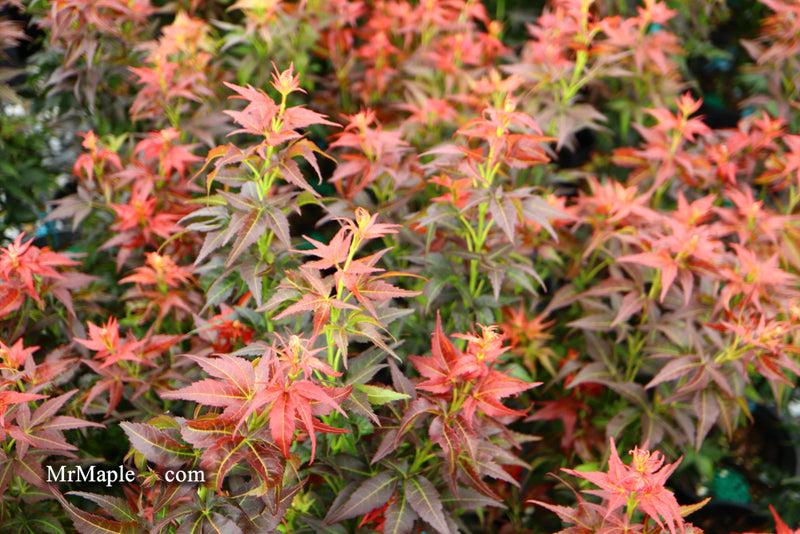 - Acer palmatum 'Kurenai jishi' Red Lion Japanese Maple - Mr Maple │ Buy Japanese Maple Trees