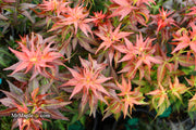 - Acer palmatum 'Kurenai jishi' Red Lion Japanese Maple - Mr Maple │ Buy Japanese Maple Trees