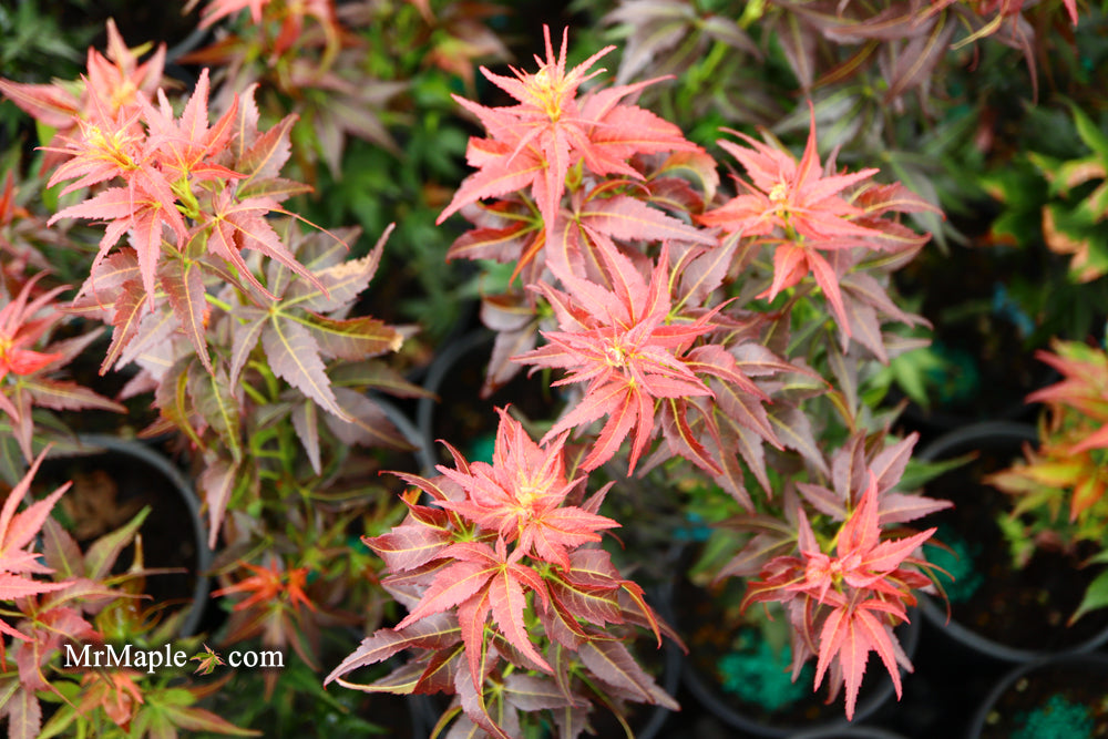 Acer palmatum 'Kurenai jishi' Red Lion Japanese Maple