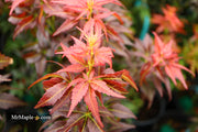 - Acer palmatum 'Kurenai jishi' Red Lion Japanese Maple - Mr Maple │ Buy Japanese Maple Trees