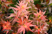 - Acer palmatum 'Kurenai jishi' Red Lion Japanese Maple - Mr Maple │ Buy Japanese Maple Trees