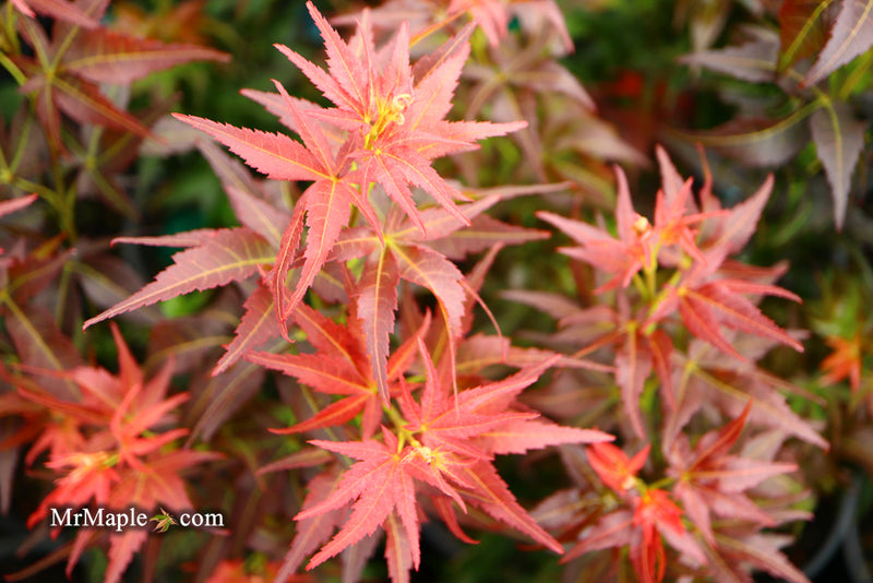 - Acer palmatum 'Kurenai jishi' Red Lion Japanese Maple - Mr Maple │ Buy Japanese Maple Trees