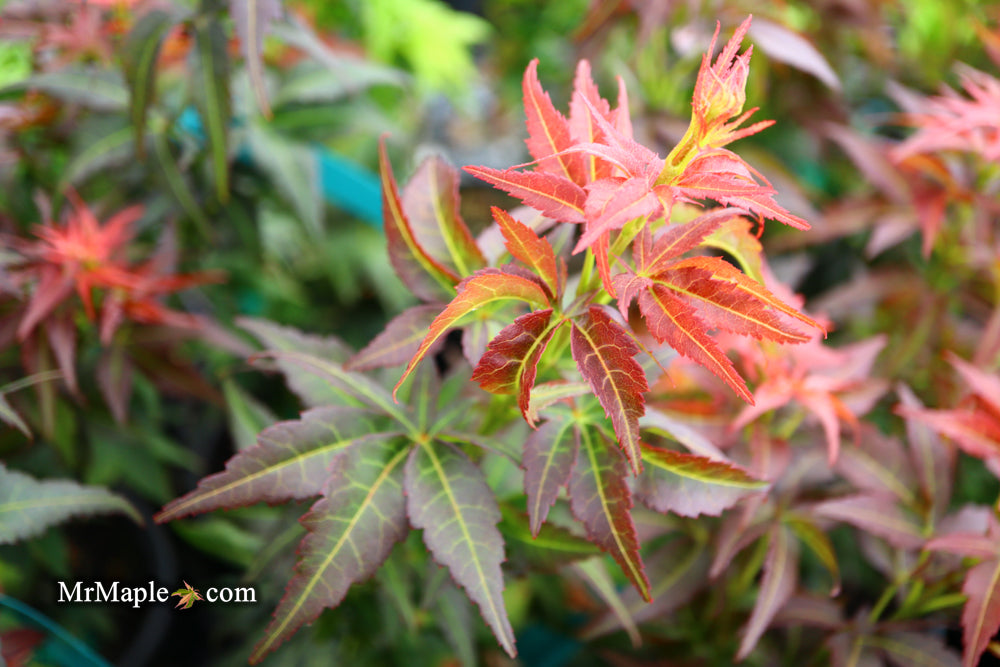 Acer palmatum 'Kurenai jishi' Red Lion Japanese Maple