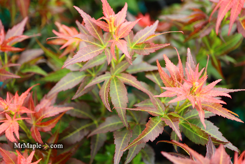 - Acer palmatum 'Kurenai jishi' Red Lion Japanese Maple - Mr Maple │ Buy Japanese Maple Trees