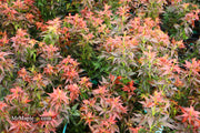 - Acer palmatum 'Kurenai jishi' Red Lion Japanese Maple - Mr Maple │ Buy Japanese Maple Trees