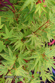- Acer palmatum 'Ikandi' Japanese Maple - Mr Maple │ Buy Japanese Maple Trees