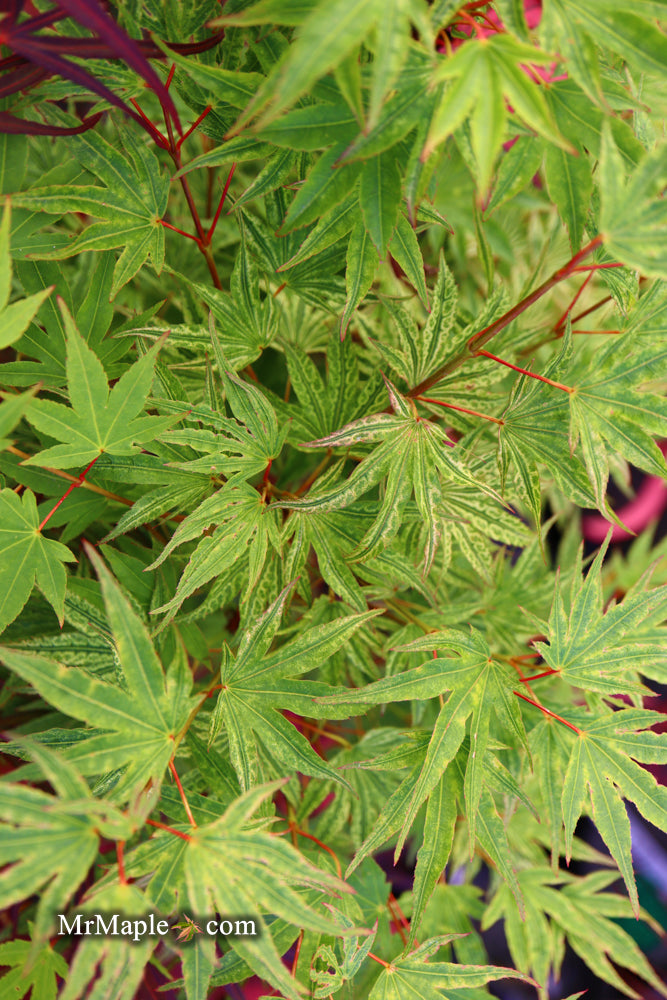 - Acer palmatum 'Ikandi' Japanese Maple - Mr Maple │ Buy Japanese Maple Trees