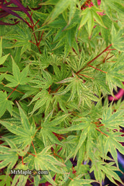 - FOR PICKUP ONLY | Acer palmatum 'Ikandi' Japanese Maple| DOES NOT SHIP - Mr Maple │ Buy Japanese Maple Trees